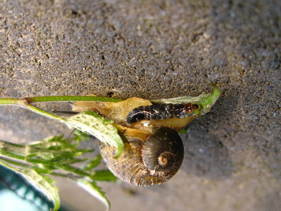 Lampyris sp. Femmina, maschio in volo, predazione chiocciola